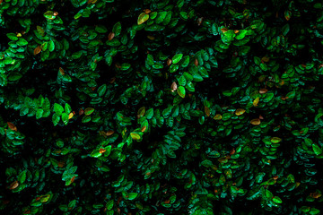 Green leaves background. Green leaves color tone dark  in the morning.