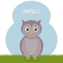 cute owl in the field landscape character vector illustration design