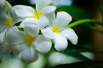 Fototapeta na wymiar White and yellow plumeria flowers on a plumeria tree with Sunset,select focus.