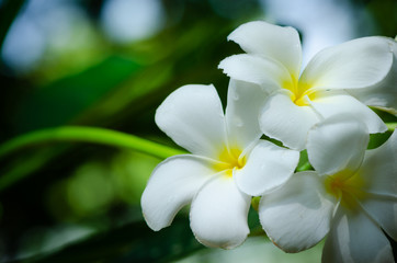 Fototapeta na wymiar White and yellow plumeria flowers on a plumeria tree with Sunset,select focus.