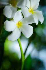 Obraz na płótnie Canvas White and yellow plumeria flowers on a plumeria tree with Sunset,select focus.