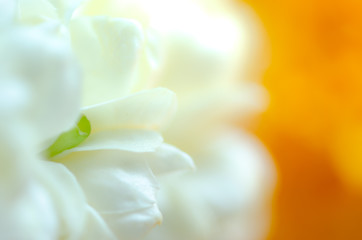 Beautiful many Jasmine flower on yellow background,select focus.