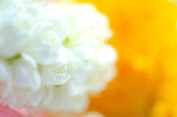 Beautiful many Jasmine flower on yellow background,select focus.