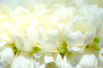 Beautiful many Jasmine flower on white background,select focus.