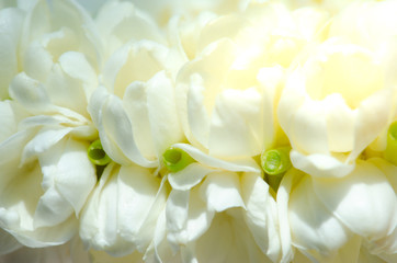 Beautiful many Jasmine flower on white background,select focus.