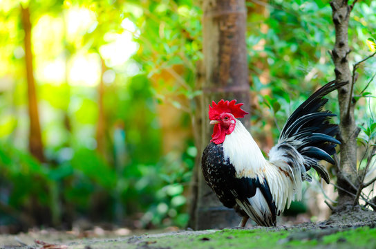 colorful bantam chicken in the garden lighting and green background.