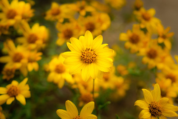 La Flor