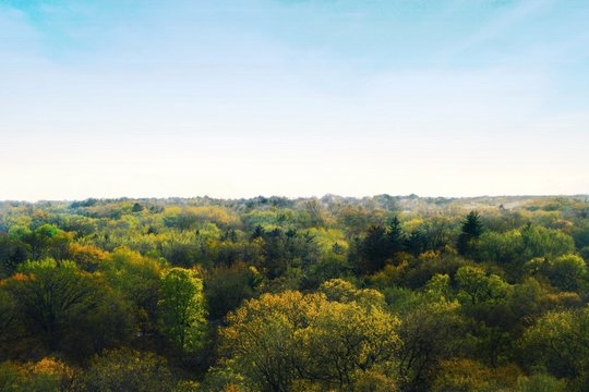 Overlooking the canopy of a deciduous forest on a bright day