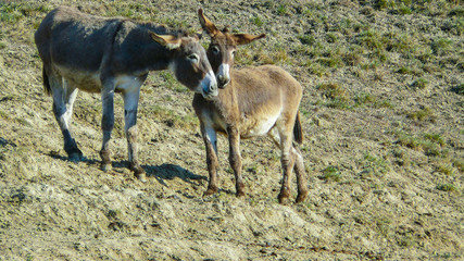 pair of donkeys