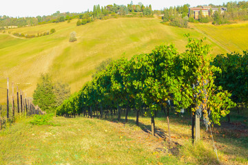 Fototapeta na wymiar vineyard on the hills before harvest