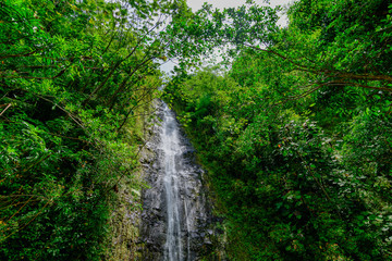 Obraz premium Manoa Falls waterfall emptying into a tiny pond in Hawaii