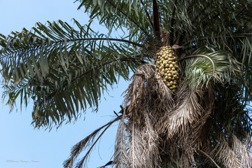 Palmeira Macaúba
