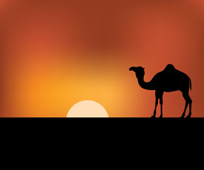 camel shepherd in the sunset desert landscape vector background illustration