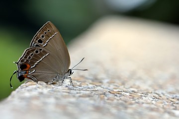 Butterfly from the Taiwan (Satyrium formosanum) Satyrium formosanum little butterfly