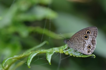 Butterfly from the Taiwan (Ypthima multistriataButler)Taiwan ripple butterfly