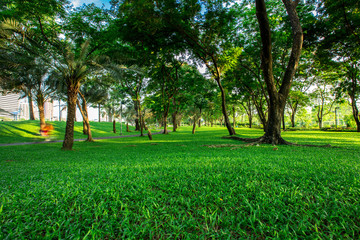 Fototapeta na wymiar Green Park There are trees. A public park in the heart of Bangkok (Benjakitti Park). Most people like to exercise in the morning and evening. Which is good for health. Health And healthier life.