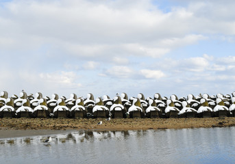 カモメ　海　消波ブロック　雪　素材