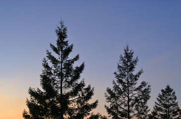 木　夕暮れ　空　素材