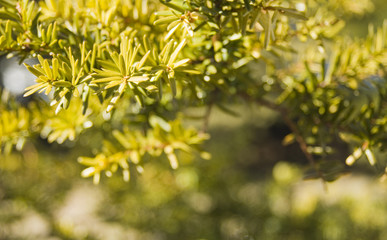 常緑　葉　素材