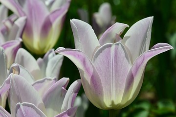 Fototapeta na wymiar Fully blossoming pink tulip bell shaped flower hybrids in spring daylight sunshine