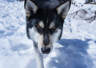 Husky dog approaching in snow