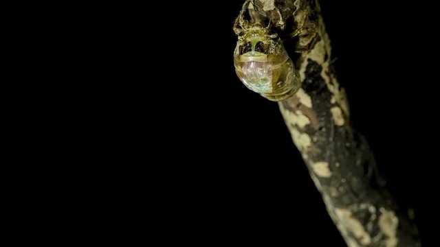 蝉の羽化　クマゼミ　全編