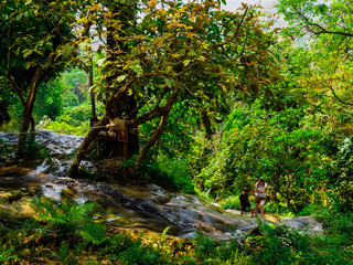 (Bua Tong) sticky waterfalls close to Chiang Mai in north Thailand