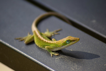 Green lizard sitting on a black picnic table and looking at the camera