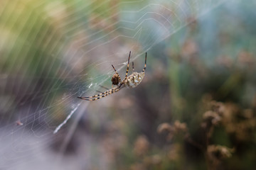 A large spider on a thin web and its victim
