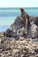 lézard rocher