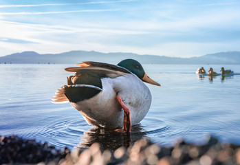 Duck sitting on the shore of a lake