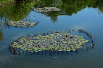 Water fences for cultivating aquatic plants like water lily, latin name Nymphaea, placed in artificial garden pond