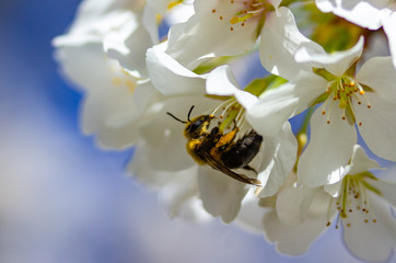 Bumble Bee Pollenating