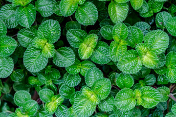 Image of Mint leaves