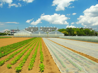 枝豆畑のある風景