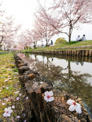 Hanami in Japan during cherry blossom season