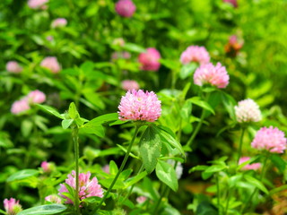 野原のアカツメクサ