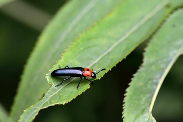 Large simulation click beetle (Tetralanguria collaris)
