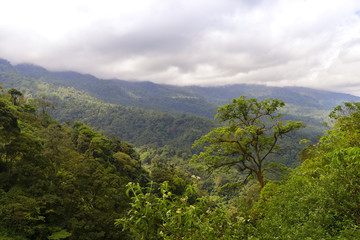 Fototapeta na wymiar Green Forest West Sumatera