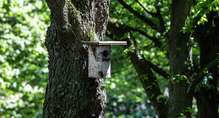 Vogelhaus aus Birkenholz