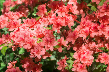rhododendron Kaempferi  flowers  macro selective focus
