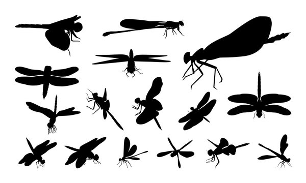 Set of Various Dragonfly silhouette vector, Animal Sign and Symbol