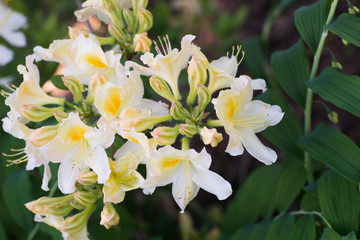 white and yellow Oxydol rhododendron flowers  macro selective focus
