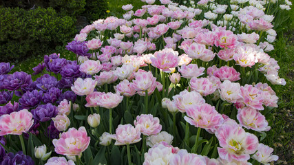 Fototapeta premium Purple tulips in the garden. Flowers background.