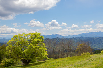 七色大カエデのある景色