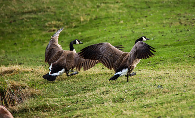 Landing Together