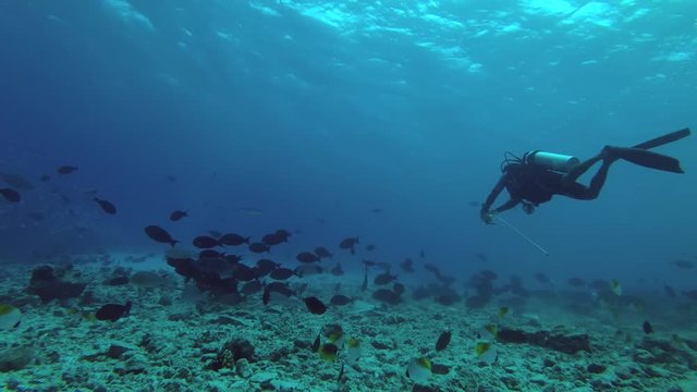 Scuba diver brings fish to lure tiger sharks, Indian Ocean, Fuvahmulah island, Maldives
