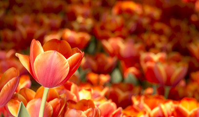 red tulips grow on a flower bed next to a green meadow