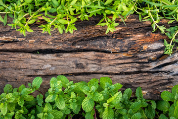 Peppermint on old wooden floor background
