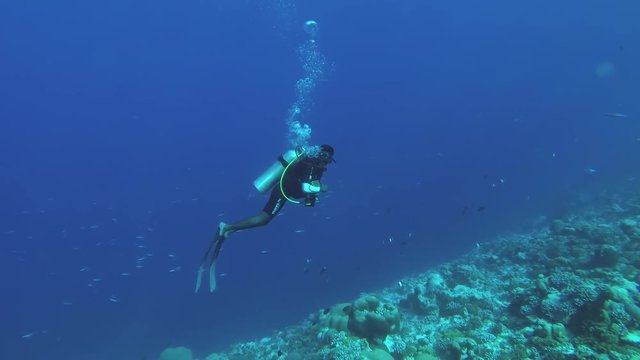 scuba diver slowly swims over coral reef in blue water, Indian Ocean, Fuvahmulah island, Maldives
